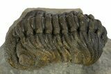 Detailed Morocops Trilobite - Ofaten, Morocco #310263-3